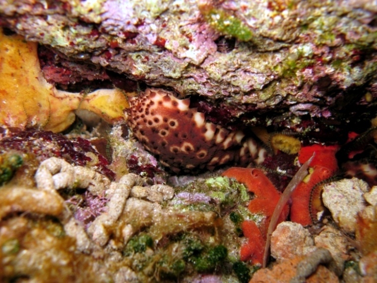 Holothuria sanctori (Delle Chiaje, 1823)  e Tubi di Cuvier